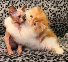 Pin By Fur Babies On Cats Cute Animals Animals Cute Cats