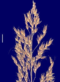 Image result for Sorghum × drummondii