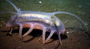 Maybe you would like to learn more about one of these? Mengenal Biota Laut Scotoplanes Globosa Si Babi Laut Misterius Halaman All Kompasiana Com