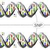 Each snp represents a difference in a single dna building block, called a nucleotide. 1