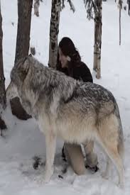 A Massive Wolf Walk Up To A Woman To Give Her A Bunch Of Kisses Video Massive Wolf Walk Woman Give Bunch Kisses Dog Waiting Animals Cute Animal Videos
