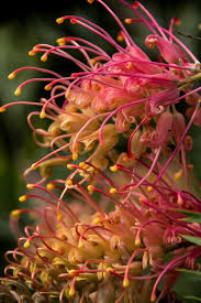 A number of species, hybrids and cultivars of flowering season: Hd Wallpaper Grevillea Flowers Australian Native Pink Red Yellow Nectar Wallpaper Flare