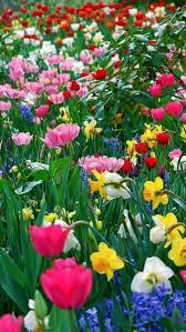 Angelillo Fiori Tulipani Natura