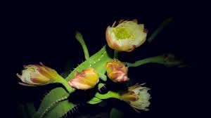 A mature san pedro cactus plant would put up with freezing temperatures as low as 15 °c, and if it mutates to the cold environment, it can steadily thrive even when surrounding conditions are below 5°c. Peruvian Apple Cactus South America To Everglades Into Nature Films