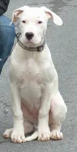 We breed the very best genuine presa canario puppies. Dogo Argentino Puppies For Sale Uk Crazypurplemama