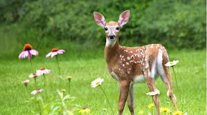 Maybe you would like to learn more about one of these? 10 Plants Deer Don T Love Deer Proof Plants Deer Resistant Plants Deer And Rabbit Resistant Perennials