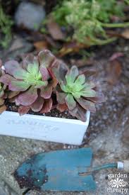 Nevertheless, there are species that have good winter hardiness and can thus survive permanently in the garden. Succulents In Winter How To Overwinter Succulents Garden Therapy