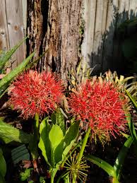 Image result for Scadoxus multiflorus