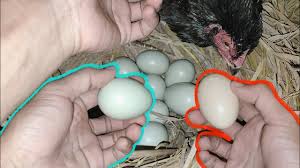 We did not find results for: Perbandingan Bentuk Dan Ukuran Telur Ayam Birma Telur Hijau Dan Telur Ayam Bangkok Asli Youtube