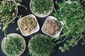 Meinen senf zum thema und eine kleine verlosung für euch in saatgut gibt es mittlerweile in fast jedem discounter. Super Greens Saatgut Set Mit Bio Samen Gartenblog Hauptstadtgarten