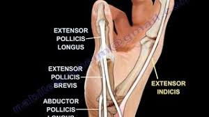 Start a repair request now for iphone, ipad, mac and more. Extensor Muscles Of The Thumb Everything You Need To Know Dr Nabil Ebraheim Youtube