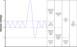 Image result for Lung Volume