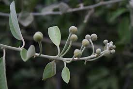 Image result for Capparis tomentosa