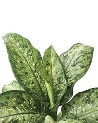 Jasmin C On Instagram Dieffenbachia Memoria Corsii Easy And Fuss Free Plant In 2020 Plants Free Plants Indoor Plants Low Light