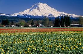 Mountain field of flowers aesthetic. Top 15 Flower Fields In The World World Top Top
