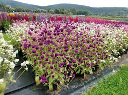 Image result for Gomphrena globosa