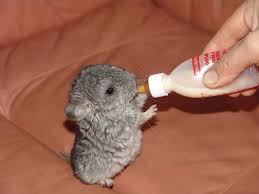 Cute cats adorable kittens funny cats cute baby bunnies lop bunnies baby kittens. 44 Heartwarming Photos Of Cute Baby Animals