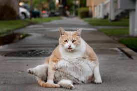 Petfinder has helped more than 25 million pets find their families through adoption. Fat Cats New Study Shows Cats Heaviest Weight Higher Now Than In 1990s Terrace Standard
