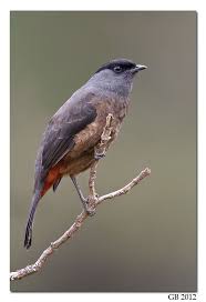 Bay Vented Cotinga Pretty Birds Pet Birds Beautiful Birds