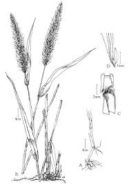 Image result for Setaria verticillata