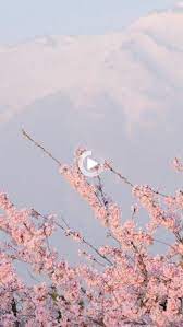 1001 Kreative Aesthetic Wallpaper Ideen Fur Das Handy Aesthetic Backgrounds Pastel Pink Aesthetic Flower Aesthetic