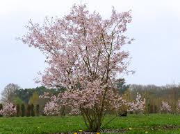 Image result for Prunus