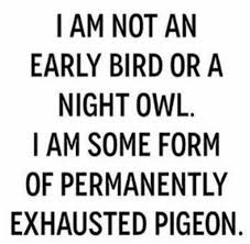 I M Not An Early Bird Or A Night Owl I Am Some Form Of Permanently Exhauted Pigeon Funny Memes Cute Memes M Pigeon Funny Night Owl Quotes Owl Quotes