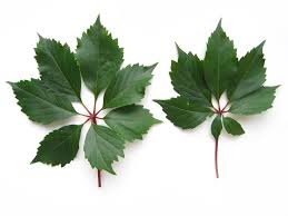 Image result for Parthenocissus quinquefolia