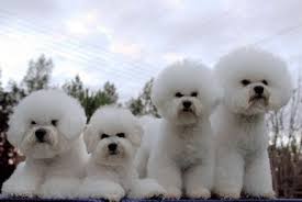 Marshmallow Dogs Bichons Are The Cutest Dogs Ever Bichon Poodle Mix Bichon Frise Puppy Bichon Frise Dogs