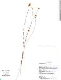 Image result for Utricularia simulans
