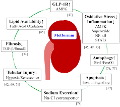 Ijms Free Full Text Significance Of Metformin Use In Diabetic Kidney Disease Html