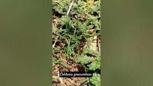 Image result for Coldenia procumbens