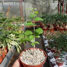Image result for Commiphora kua
