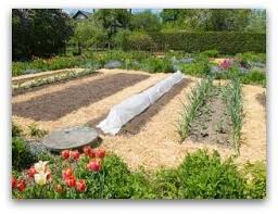 Mulchen Eines Gemusegartens Hilft Mit Unkraut Und Wasser Eines Gemusegartens Hilft Mulchen Unkraut Wasser Gemusegarten Tipps Garten Gemusegarten Anlegen