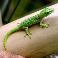 Pin By John Delaney On Let Us See What We Can Find Cute Reptiles Reptiles Pet Animals Beautiful