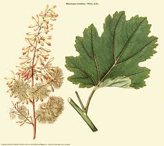 Image result for Macleaya