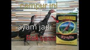 Beberapa ratus tahun yang lalu, manusia hampir dibasmi oleh raksasa. Campur Pakan Dengan Kyojin Ayam Jadi Raksasa Youtube