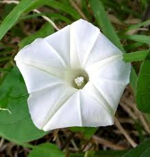 Image result for Convolvulus farinosus