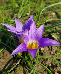 Image result for Romulea
