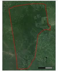 Image result for Commiphora fulvotomentosa