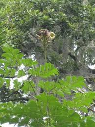 Image result for Oroxylum