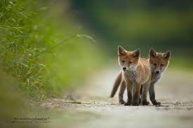 Andras Kovacs Wildlife Photography Animals Wild Animals Animal Kingdom