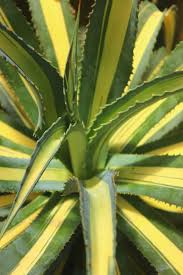 Image result for Agave americana