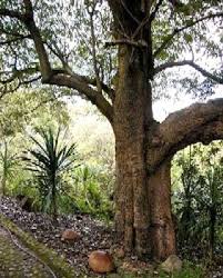 Image result for Rauvolfia afra