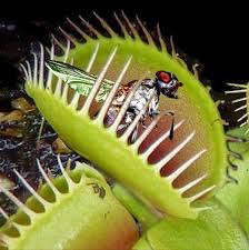 All About Venus Flytraps And How To Care For This Carnivorous Plant Venus Fly Trap Venus Fly Trap Care Carnivorous Plants