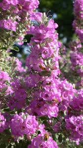 I have never planted borage before, but i plan to for the 2016 season. Texas Sage Filled With Bees Different Flowers Texas Sage Flowers