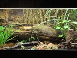 You do nothing once it is established. Fish Tank Terrarium Converting A Fish Tank Into A Terrarium Garden