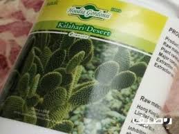 حبوب الصبار هوديا الاصلية Hoodia Deserts Plants