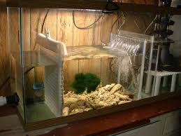 Behavior Cuteness Aquarium Sump Saltwater Aquarium Aquarium Fish Tank