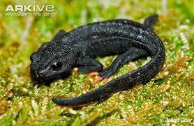 Image result for newt